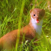 How to use weasel words to bend the truth