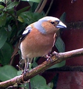 Male chaffinch