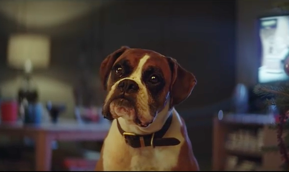 Why I don’t like Buster the Boxer